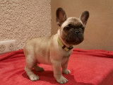 Chiot Bouledogue Fran&ccedil;ais LOF fauves ou bring&eacute;s &agrave; vendre