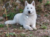 Mâle Berger Blanc Suisse LOF, tests Ok disponible pour saillie