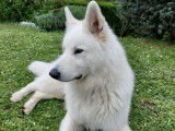Mâle Berger Blanc Suisse LOF, tests Ok disponible pour saillie