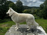 Mâle Berger Blanc Suisse LOF, tests Ok disponible pour saillie