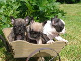Adorables chiots Bouledogues Français à vendre