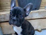 Chiots Bouledogue Français
