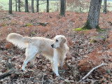 Mâle Golden Retriever LOF disponibles pour saillie