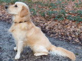 Mâle Golden Retriever LOF disponibles pour saillie
