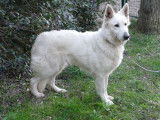 Chienne Berger Blanc Suisse de 3 ans à la vente (LOF)