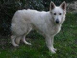 Chienne Berger Blanc Suisse de 3 ans à la vente (LOF)