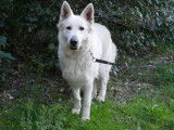 Chienne Berger Blanc Suisse de 3 ans à la vente (LOF)