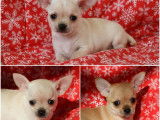 À réserver : 3 chiots Chihuahuas à poil court femelles LOF