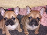 2 chiots femelles Bouledogues Français fauves à réserver