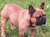 2 chiots femelles Bouledogues Français fauves à réserver