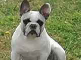 2 chiots femelles Bouledogues Français fauves à réserver