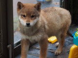 Des chiots Shiba Inu à la vente (LOF)