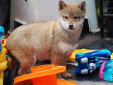 Des chiots Shiba Inu à la vente (LOF)