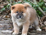 3 chiots Shiba Inu mâles roux à la réservation (LOF)