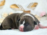 9 chiots American Staffordshire Terriers à la réservation (LOF)