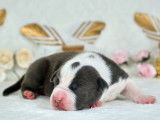 9 chiots American Staffordshire Terriers à la réservation (LOF)
