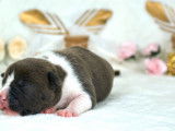 9 chiots American Staffordshire Terriers à la réservation (LOF)