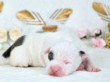 9 chiots American Staffordshire Terriers à la réservation (LOF)