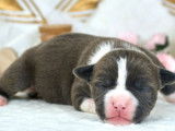 9 chiots American Staffordshire Terriers à la réservation (LOF)