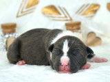 9 chiots American Staffordshire Terriers à la réservation (LOF)