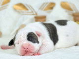 9 chiots American Staffordshire Terriers à la réservation (LOF)