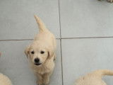 Des chiots Golden Retrievers LOF à vendre