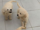 Des chiots Golden Retrievers LOF à vendre