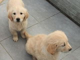 Des chiots Golden Retrievers LOF à vendre