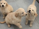 Des chiots Golden Retrievers LOF à vendre