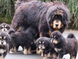 7 chiots Dogues du Tibet LOF à réserver