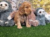 9 chiots Cockers Anglais LOF à réserver