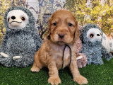 9 chiots Cockers Anglais LOF à réserver