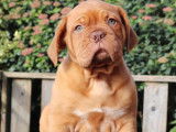 3 chiots Dogues de Bordeaux &agrave; vendre
