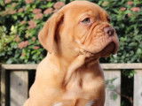 3 chiots Dogues de Bordeaux &agrave; vendre