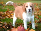 Chiot femelle Beagle LOF lemon à vendre