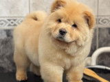 Chiot mâle Chow-Chow poils long  crème pédigrée fci