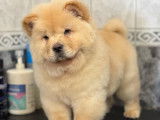 Chiot mâle Chow-Chow poils long  crème pédigrée fci