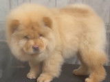 Chiot mâle Chow-Chow poils long  crème pédigrée fci