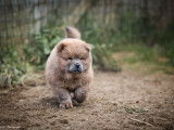 Chiot femelle Chow Chow LOF - Va&iuml;ana
