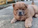 Chiot femelle Chow Chow LOF - Va&iuml;ana