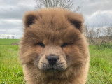 Chiot femelle Chow Chow LOF - Va&iuml;ana