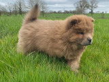 Chiot femelle Chow Chow LOF - Va&iuml;ana