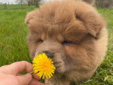 Chiot femelle Chow Chow LOF - Va&iuml;ana
