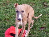 Chiot Whippet LOF à vendre