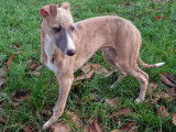 Chiot Whippet LOF à vendre