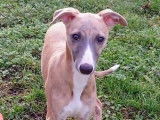 Chiot Whippet LOF à vendre