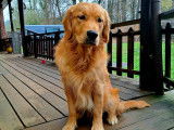 Mâle Golden Retriever disponible pour saillie
