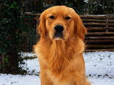 Mâle Golden Retriever disponible pour saillie