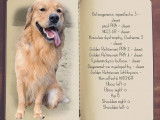 Mâle Golden Retriever disponible pour saillie