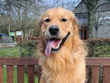 Mâle Golden Retriever disponible pour saillie